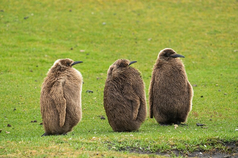 Falkland Islands-Saunders Island Close-up of king penguin chicks or oakum boys  art print by Jaynes Gallery for $57.95 CAD